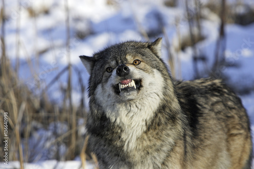 Canis lupus   Loup commun