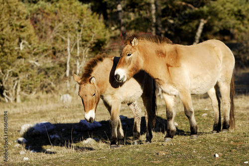 Equus caballus przewalskii   Cheval de Przewalski