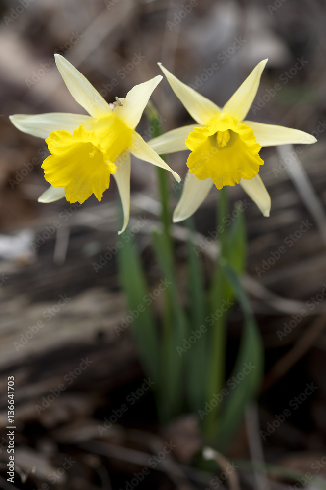 Narcissus pseudonarcissus subsp. provincialis / Narcisse Narcissus pseudonarcissus subsp. provincialis / Narcisse