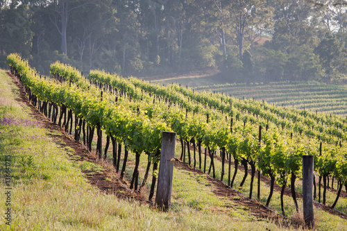 Lines of vines at vineyards in Hunter Valley