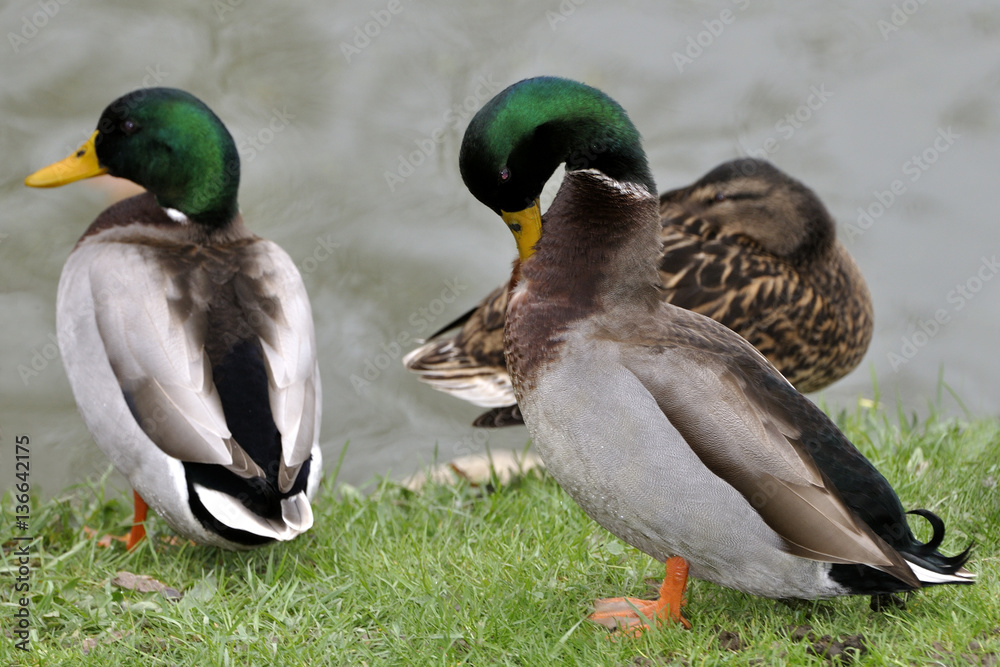 Anas platyrhynchos / Canard colvert / Mallard / mâle Anas platyrhynchos / Canard colvert / Mallard / mâle