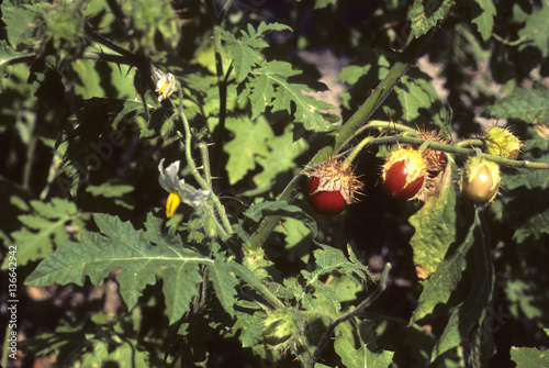 Solanum sisymbriifolium / Morelle de Balbis photo