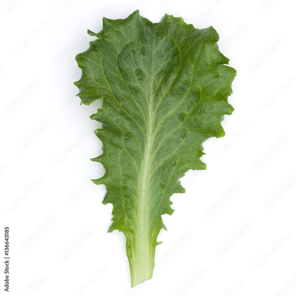 Close up studio shot of fresh green endive salad leaf isolated o Close up studio shot of fresh green endive salad leaf isolated o
