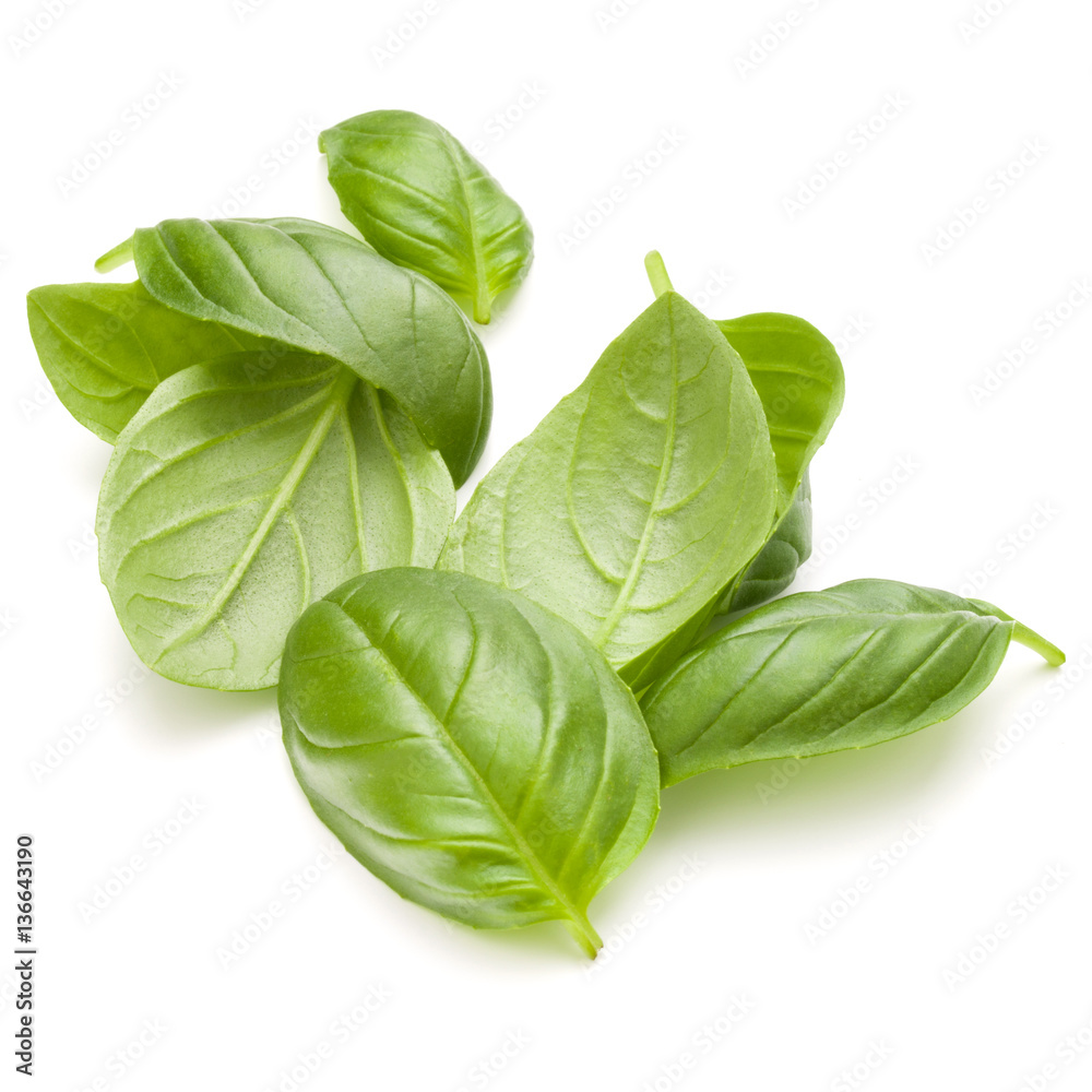 Fototapeta premium Sweet basil herb leaves handful isolated on white background clo