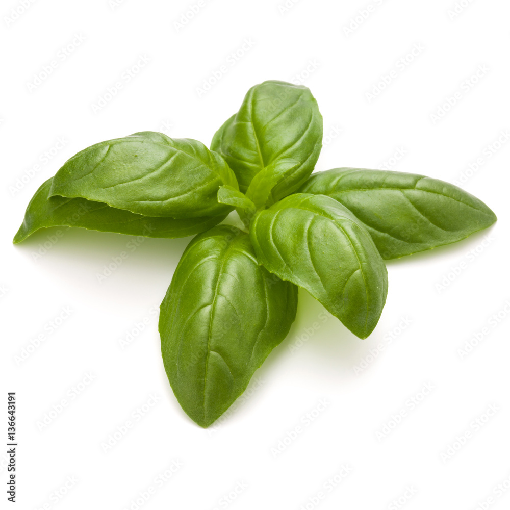Sweet basil herb leaves isolated on white background closeup Sweet basil herb leaves isolated on white background closeup