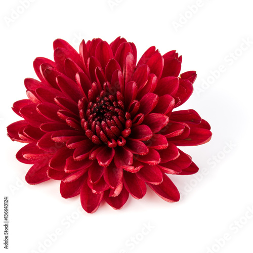 Red chrysanthemum flower isolated on white background