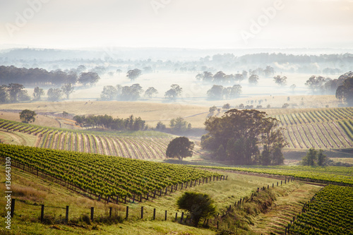 Sunrise across Hunter Valley vineyards
