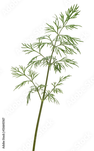 Fototapeta Naklejka Na Ścianę i Meble -  Close up shot of branch of fresh green dill herb leaves isolated