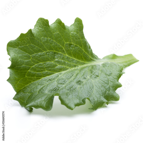 Close up studio shot of fresh green endive salad leaf isolated o