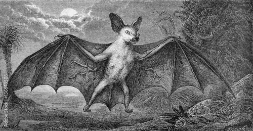 Illustration zoologique / Desmodus rotundus / Chauve-souris Vampire photo