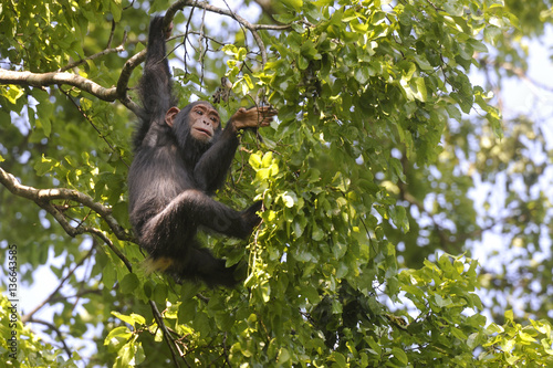 Pan troglodidytes / Chimpanzé © PIXATERRA