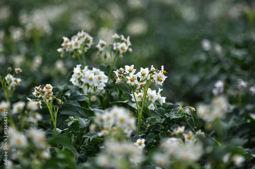 Flowering well groomed potato leaves and stems on the land