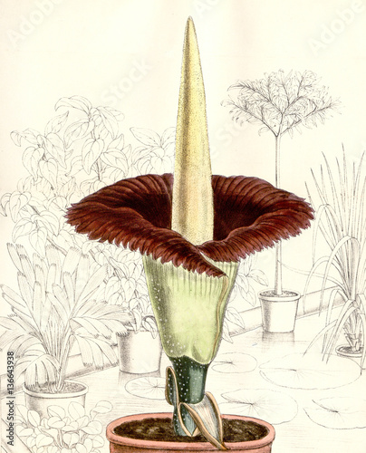 Illustration botanique / Amorphophallus titanum / Arum titan photo