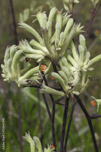 Anigozanthos flavidus / Plante Kangourou photo