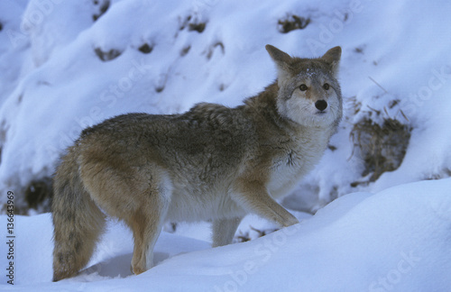 Canis latrans / Coyote © PIXATERRA