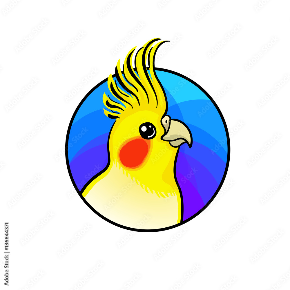 Cockatiel 2024 pet shop