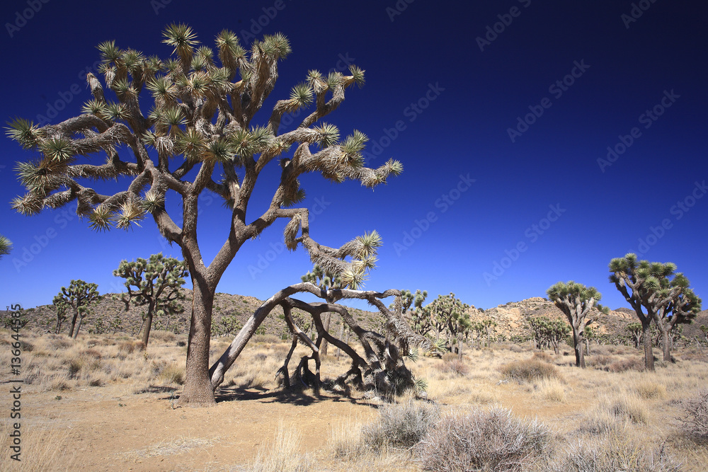 Yucca brevifolia / Arbre de Josuée