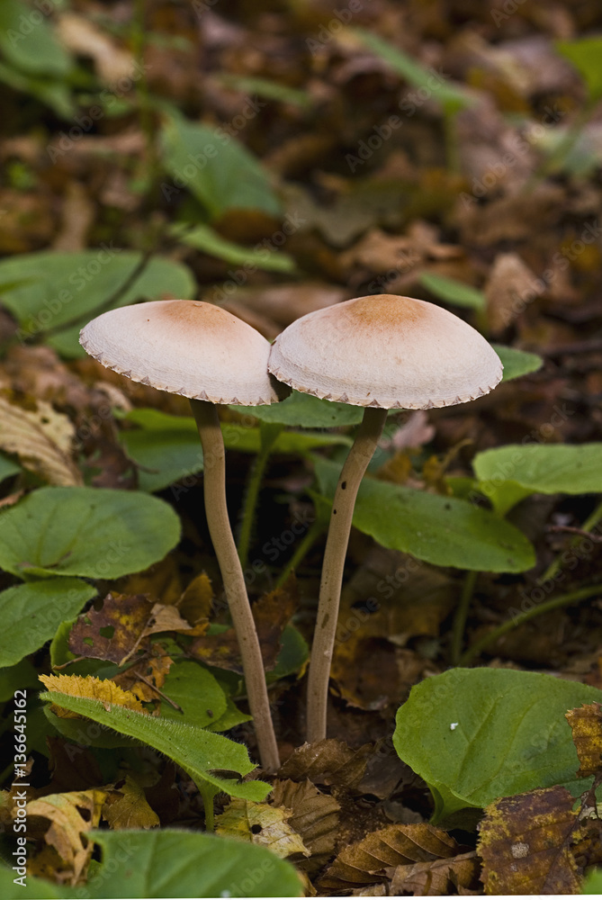 Paneolus sphinctrinus / Panéole à gaine Paneolus sphinctrinus / Panéole à gaine