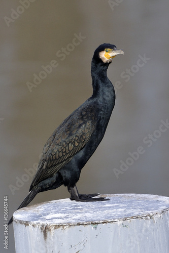 Phalacrocorax carbo / Grand cormoran