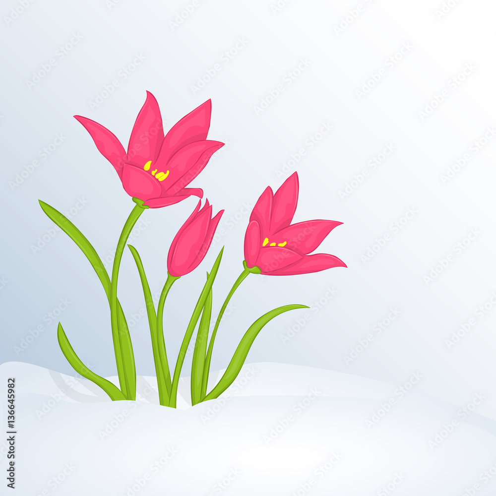Beautiful spring background with Tulipa in snow for congratulations with spring or Womens Day. Holiday poster or placard template in cartoon style. Vector illustration. Flower Collection. Beautiful spring background with Tulipa in snow for congratulations with spring or Womens Day. Holiday poster or placard template in cartoon style. Vector illustration. Flower Collection.