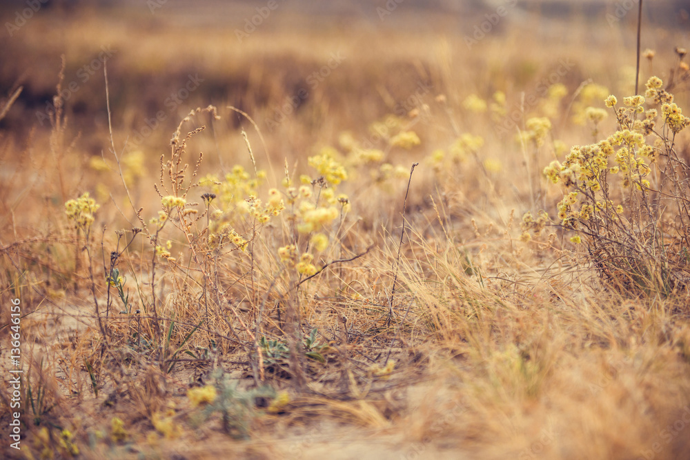 different dry plants in wild field different dry plants in wild field