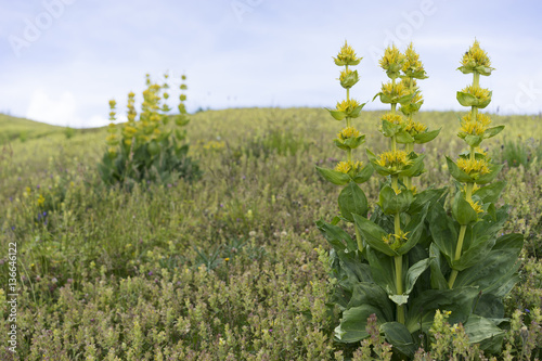 Gentiana lutea / Gentiane jaune / Grande gentiane photo