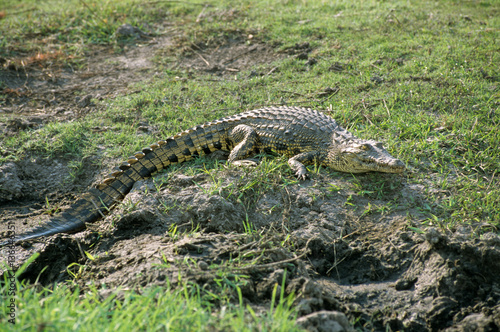 Crocodylus niloticus / Crocodile du Nil