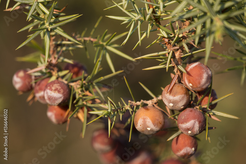 Juniperus oxycedrus / Génévrier cade / Oxycèdre photo