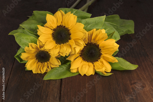 Yellow sunflowers with green leaves on dark texture