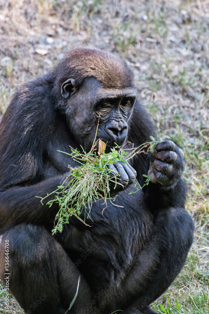 Hungry Western lowland gorilla is feeding