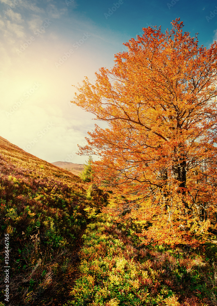 Fototapeta premium birch forest in sunny afternoon while autumn season.
