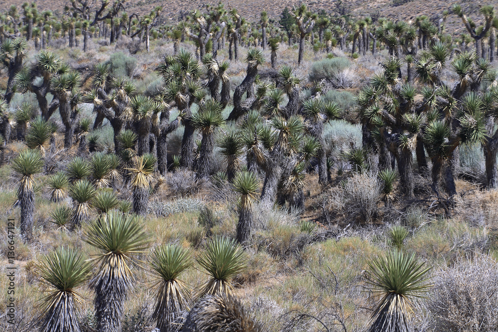 Yucca brevifolia /Arbre de Joshua Yucca brevifolia /Arbre de Joshua