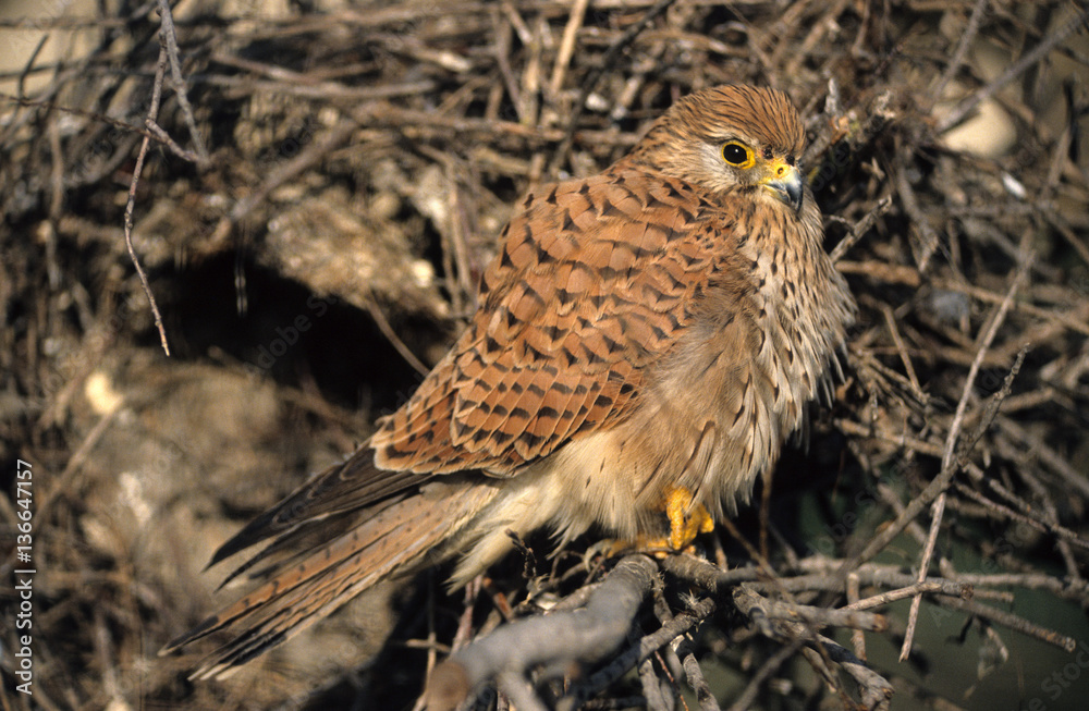 Falco tinnunculus / Faucon crécerelle Falco tinnunculus / Faucon crécerelle
