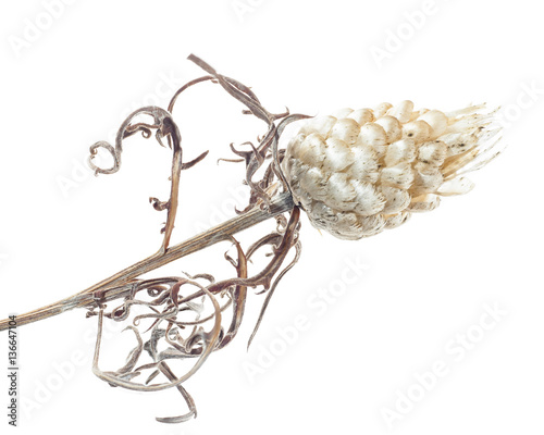 Rhaponticum coniferum / Leuzée conifère photo