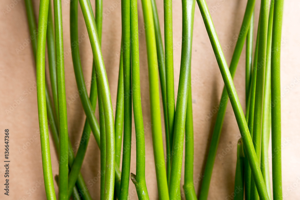 Obraz premium spring flower stalks like green lines of nature useful for background
