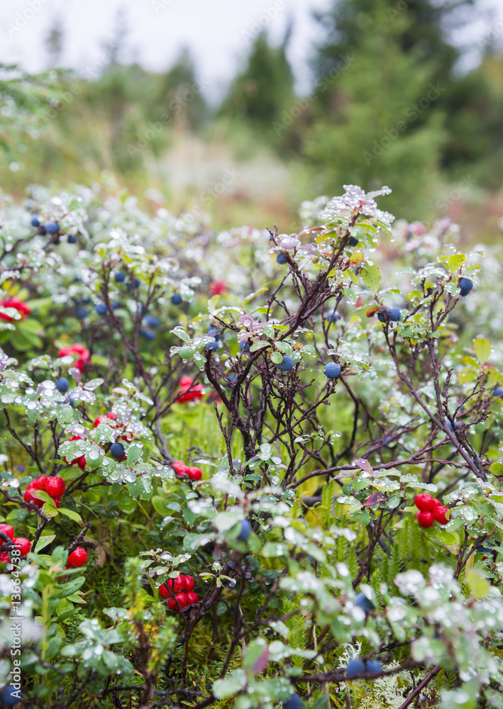 Wild berries in the wood Wild berries in the wood