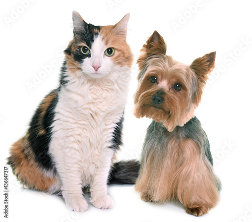tricolor cat and yorkshire terrier