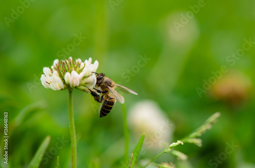 Bee on flower © tippapatt