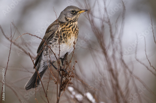 Turdus pilaris/ Grive litorne photo