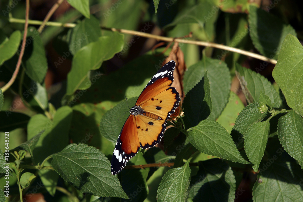 Danaus plexippus / Grand monarque Danaus plexippus / Grand monarque