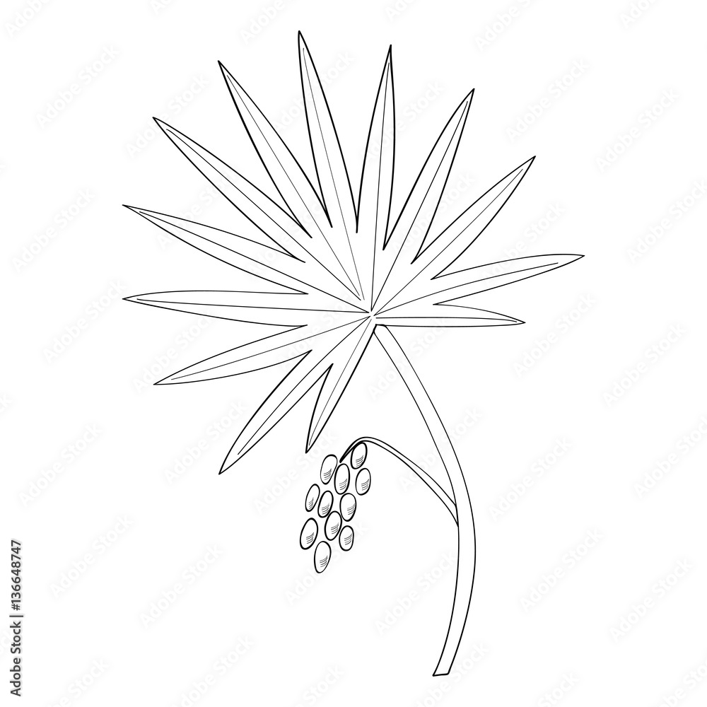 Saw Palmetto (Serenoa repens). Hand drawn botanical illustration. Medicinal tree.
