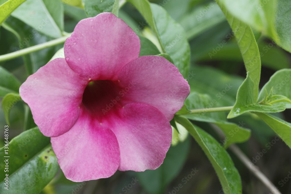 Allamanda blanchetii /Allamanda violacea Allamanda blanchetii /Allamanda violacea