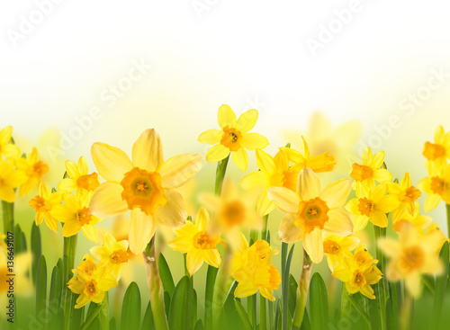 Yellow daffodils with butterflies, spring background of flowers.