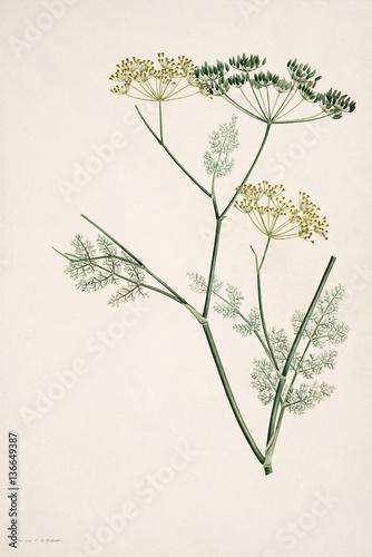 Illustration botanique / Redouté / Foeniculum vulgare / Fenouil photo