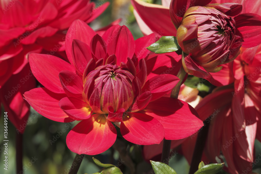 Dahlia x / Dahlia 'Taratahi Ruby' Dahlia x / Dahlia 'Taratahi Ruby'