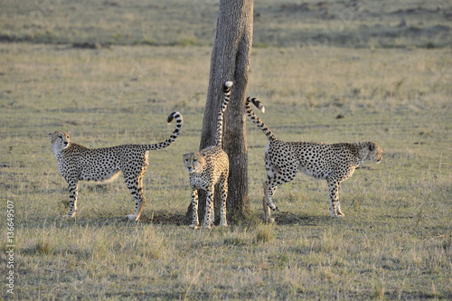 Ancinonyx jubatus / Guépard