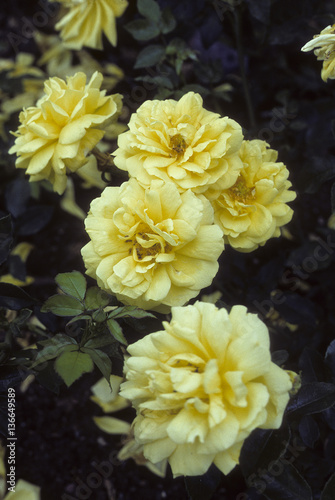 Rosa x / Rose 'Bijou d'or'