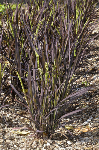 Oryza sativa / Riz pourpré 'Black Madras'