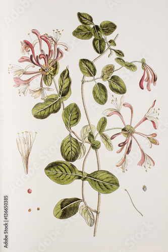 Illustration botanique / Lonicera periclymenum / Chèvrefeuille des bois photo