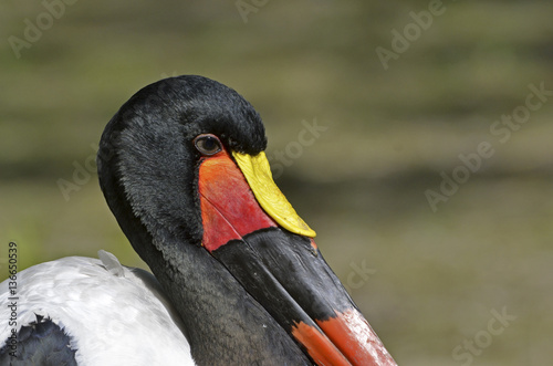 Ephippiorhynchus senegalensis / Jabiru du Sénégal photo